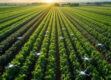 An expansive agricultural landscape with lush green crops and robotic devices working in harmony.