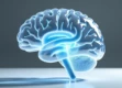 A close-up of a transparent brain sculpture with blue illumination.